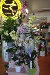 Phalaenopsis -  Vergez Tarnos
